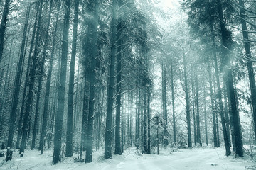 winter forest landscape monochrome