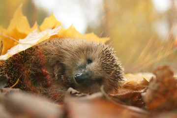 hedgehog autumn leaves forest - obrazy, fototapety, plakaty