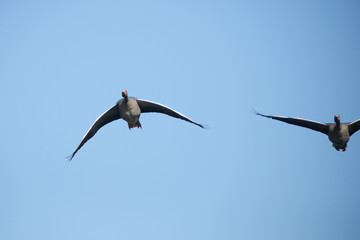Greylag Goose, Anser anser