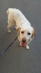 Cane al guinzaglio