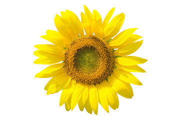 Naklejka premium Sunflower isolated on white background with clipping path