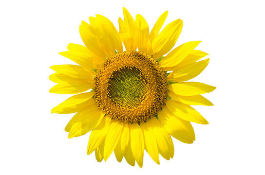 Sunflower isolated on white background with clipping path