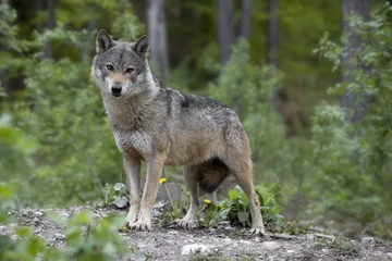 Abwaschbare Fototapete Wolf grauer Wolf
