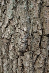Tree bark background