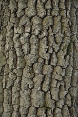Tree bark background