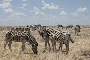 Fototapeta na wymiar zebra herd