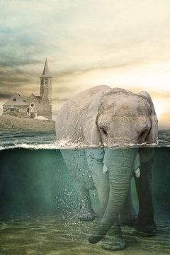 Elephant In Water