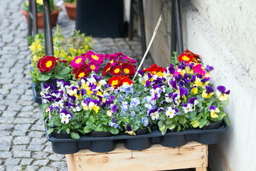 Blumen vor einem Blumenladen