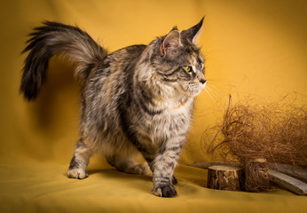 tabby maine coon cat on yellow  background