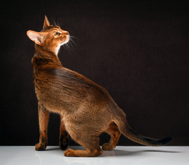 Ruddy abyssinian cat on black brown background