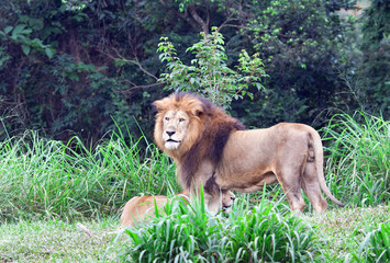 African Lion