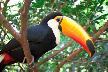 toucan