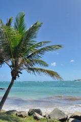 Palm tree on caribbean beach
