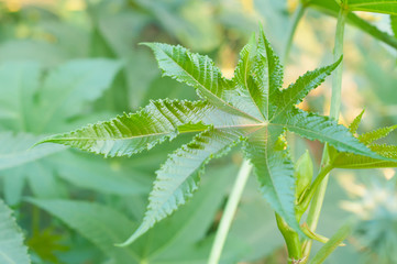 Green buds of Castor oil plant Ricinus communis a hardy perennia