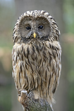 two-tailed owl