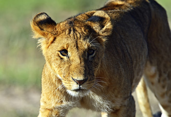 Lion