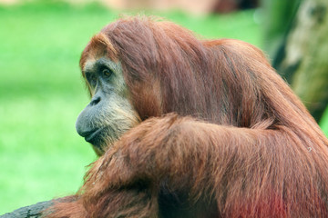 monkey the orangutan