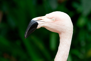 Fototapeta premium red flamingo
