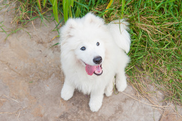 one samoed dog puppy white