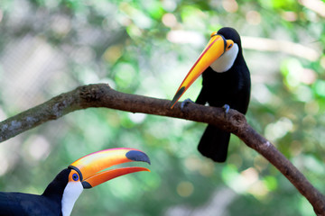 two brasilia toucan - 79178266