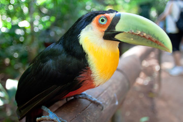 brasilia toucan