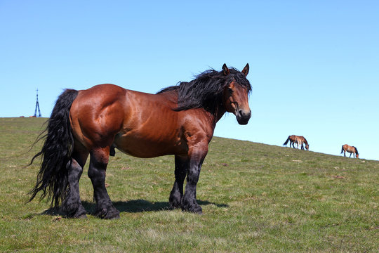 caballo semental pa&iacute;s vasco gorbea -f15