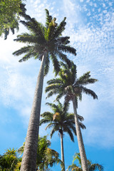 Naklejka premium palm trees on blue sky and white clouds