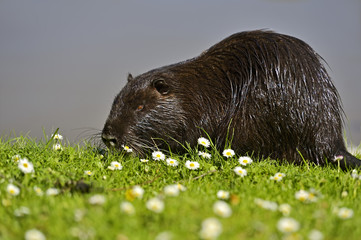Nutria