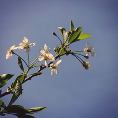 Apple Tree Flowers
