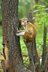 Macaca