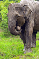 Fototapeta premium Elephant