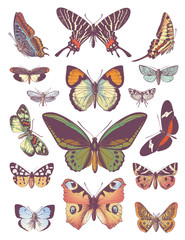 large collection of vector butterflies
