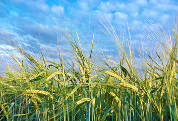 Barley field