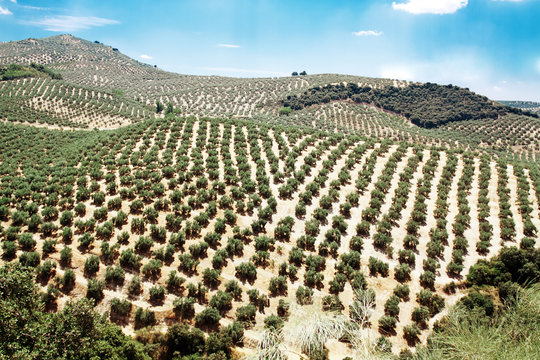 Young olive trees