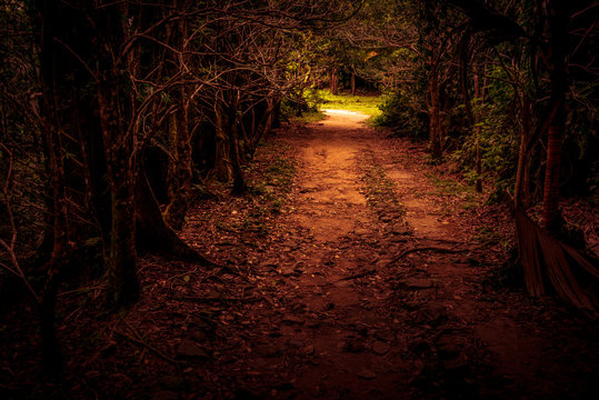 Fototapeta Mystery path throw the woods