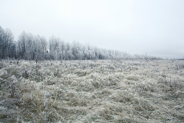 white wood covered with frost frosty landscape
