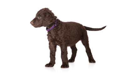 brown curly puppy in a collar