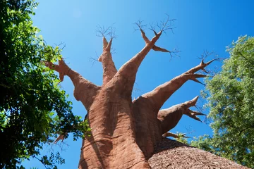 Deurstickers baobab © Mik Man