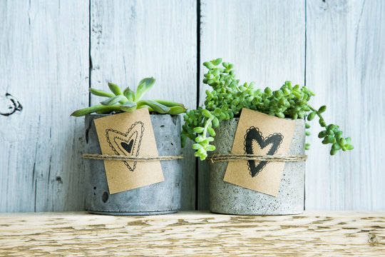 Two succulents in concrete pot. Gift tag with hand drawn hearts.