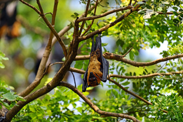Flying fox