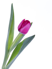 spring tulip