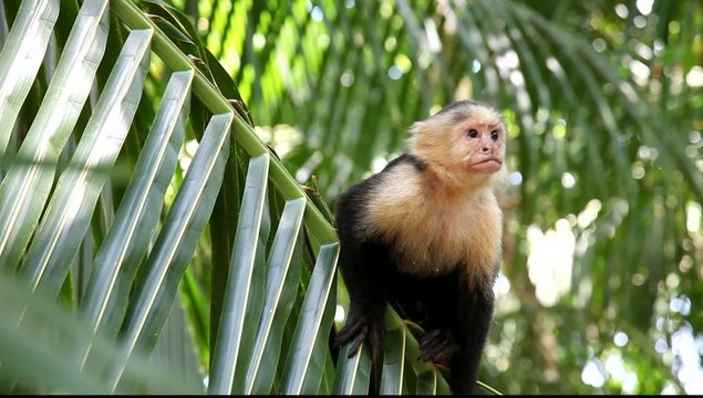 Kapuzineraffe (Cebus capucinus), eine Primatenart aus der Gattung der Kapuzineraffen in freier Wildbahn in Costa Rica mit Originalton.