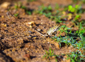 Chameleon
