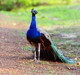 Obraz premium Peacock