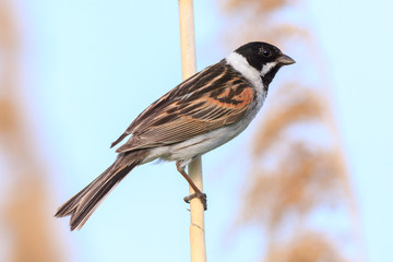 Reed Bunting (Emberiza schoeniclus, Schoeniclus schoeniclus).