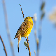 Yellowhammer (Emberiza citrinella).