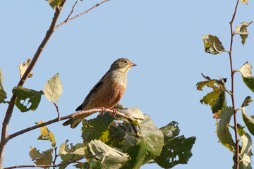 Ortolan Bunting (Emberiza hortulana).
