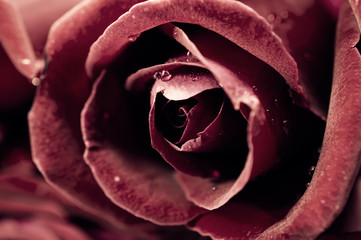 Close up of red rose petal, vintage tone