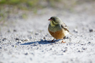 Ortolan Bunting (Emberiza hortulana).