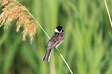 Reed Bunting (Emberiza schoeniclus, Schoeniclus schoeniclus).